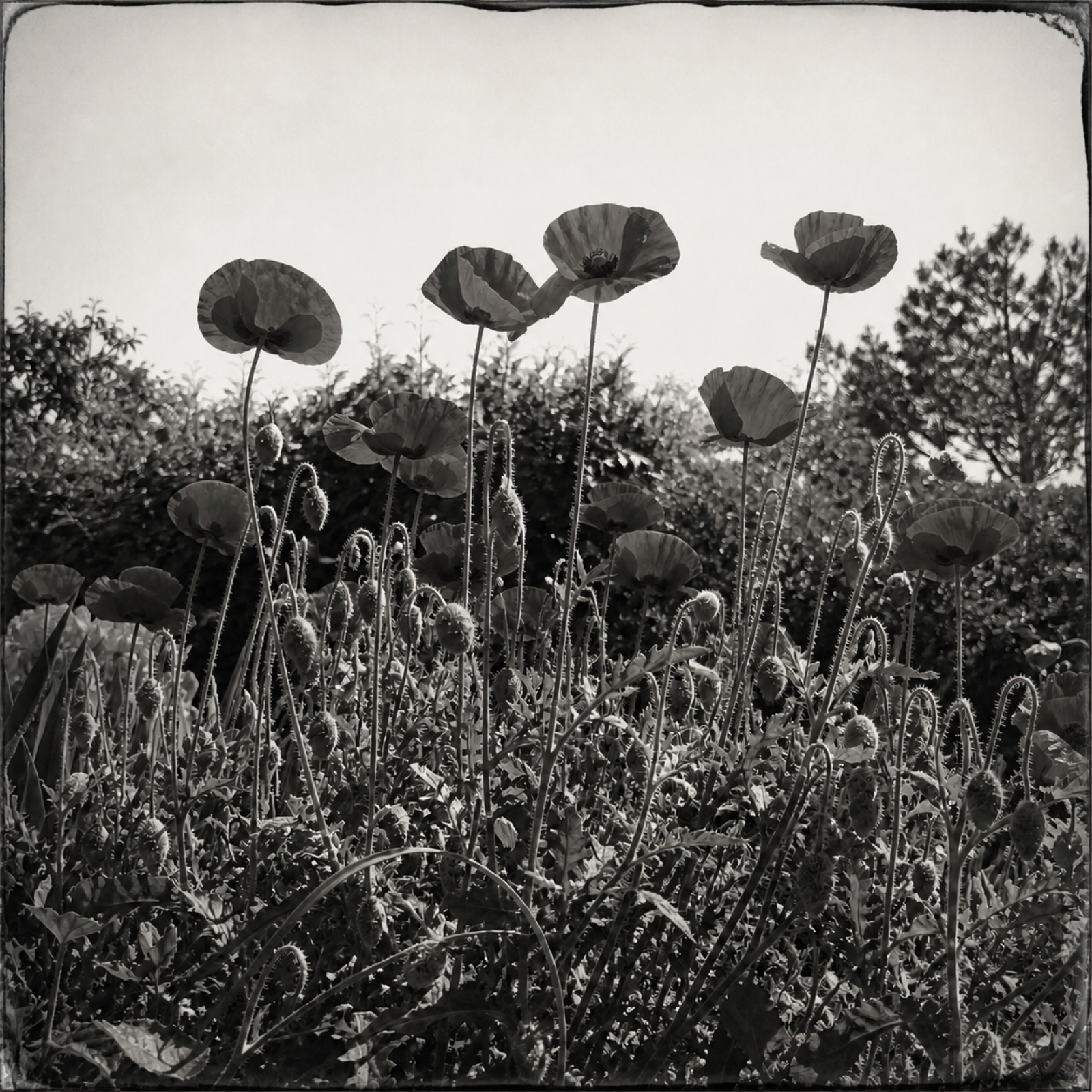 What The Plate Cannot See Red returned for a second photograph